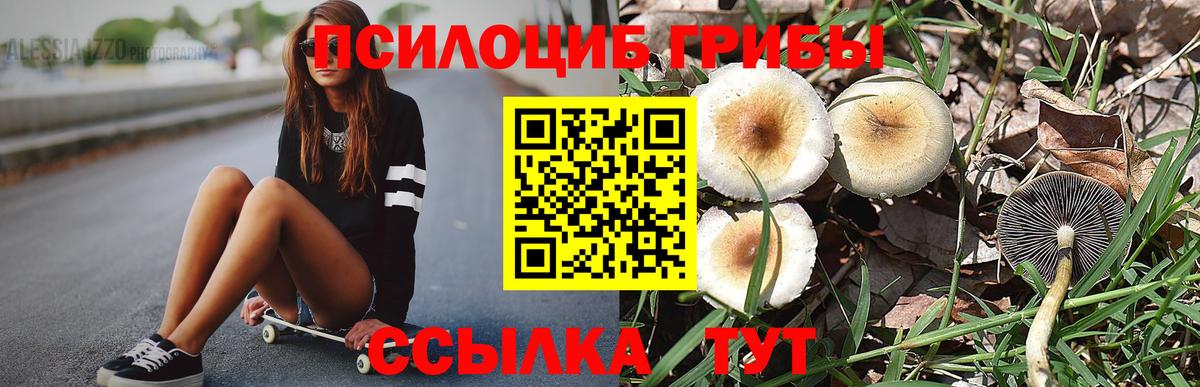Псилоцибиновые грибы Psilocybine cubensis Карталы